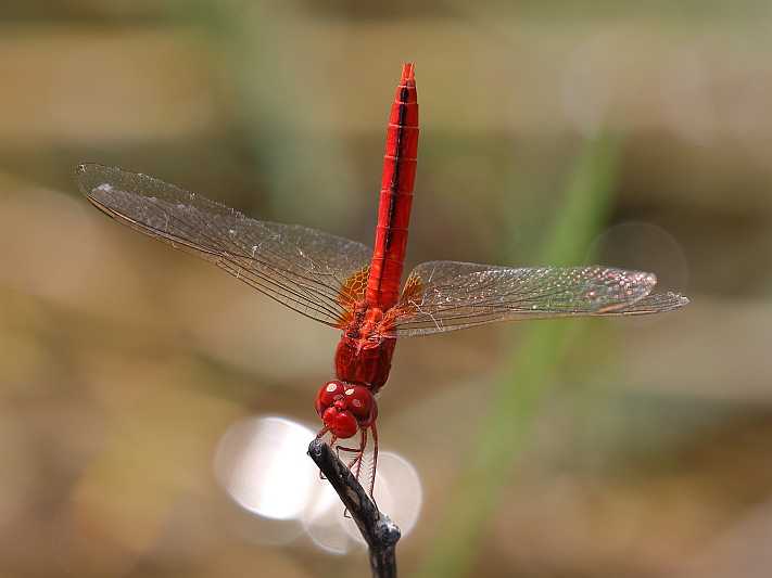 J19_9219 Crocothemis servilia male.JPG